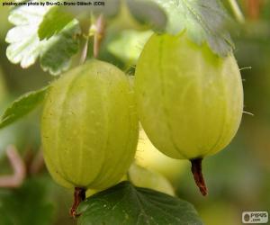 puzzel Witte kruisbessen