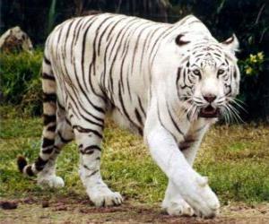 puzzel Witte tijger