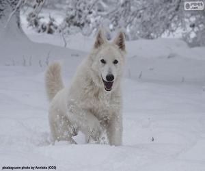 puzzel Witte Zwitserse Herder