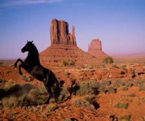 puzzel Woestijn zwarte paard