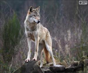 puzzel Wolf, een vleesetende zoogdier in het wild