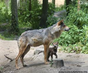 puzzel Wolf en het fokken