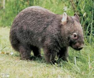 puzzel Wombat