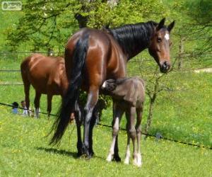 puzzel Württemberger, Baden-Württemberger, paard van oorsprong uit Duitsland