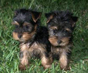 puzzel Yorkshire Terrier pups