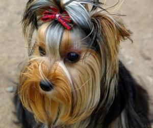 puzzel Yorkshireterriër is een kleine hond ontwikkeld in de negentiende eeuw in de provincie Yorkshire, Engeland