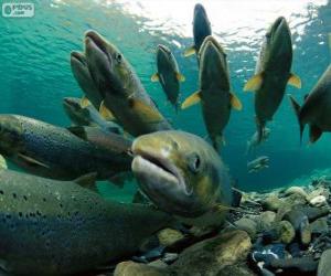 puzzel Zalm in de rivier