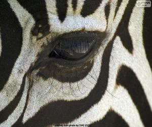 puzzel Zebra oog