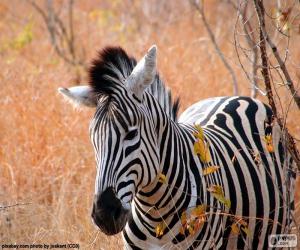 puzzel Zebra