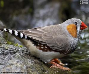 puzzel Zebravink