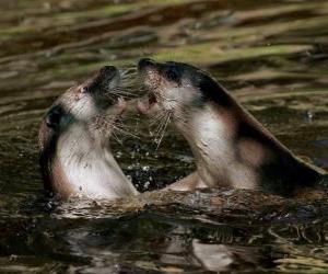 puzzel Zeehonden in het water