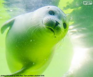 puzzel Zeehonden