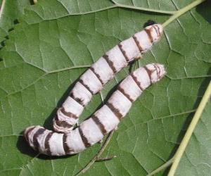 puzzel zijderups verkregen uit cocons van de zijden draad