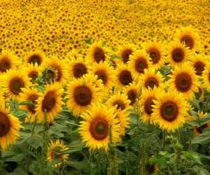 puzzel Zonnebloemen in het veld