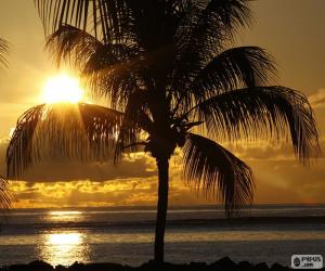 puzzel Zonsondergang, Palm