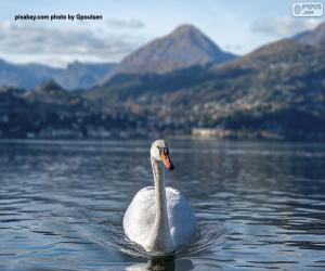 puzzel Zwaan op het meer