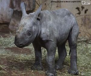 puzzel Zwarte neushoorn fokken