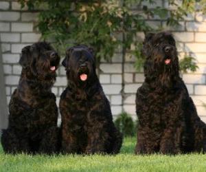 puzzel Zwarte Russische Terrier is een ras van de hond ontwikkeld als een waakhond en politie
