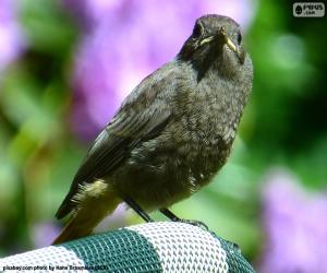 puzzel Zwarte vogel