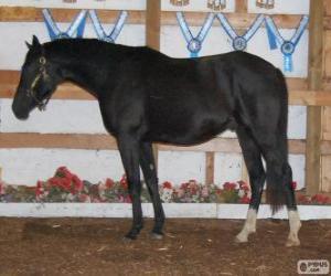 puzzel Zweibrücker paard van oorsprong uit Duitsland