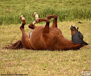 Paarden puzzels en legpuzzels