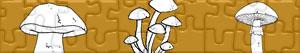 Puzzles de Paddenstoelen