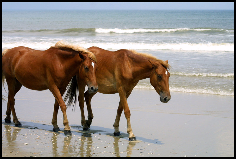 Hetpaardenspel puzzle