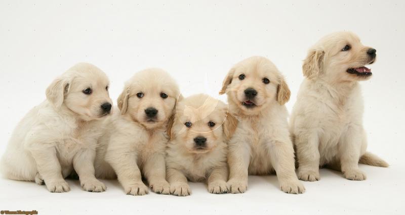 Golden retriever puppies puzzle