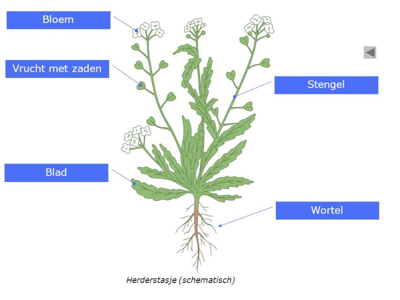 Bloemplanten puzzle