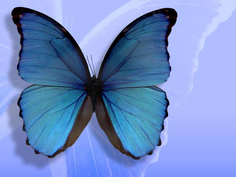 blauwe vlinder puzzle