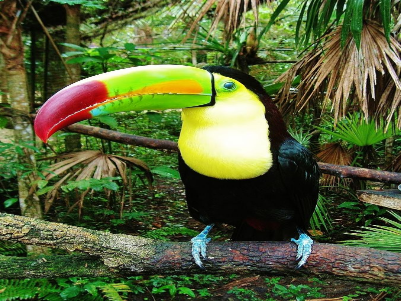 Tucan - Jungle puzzle