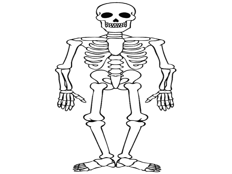 Puzzel skelet puzzle