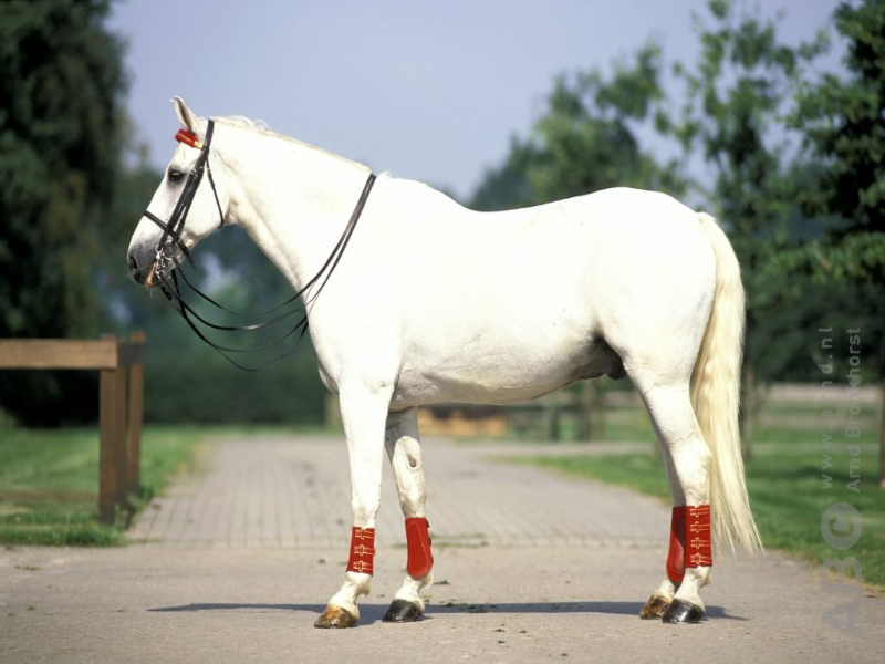 Het paard van Sinterklaas puzzel (6) puzzle